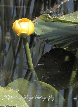 F122 Indian Pond Lily