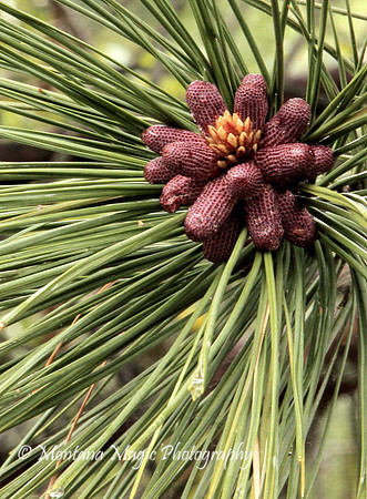 F123 Pine Buds