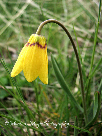 F124 Yellowbells