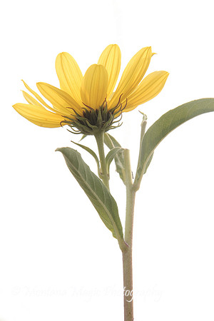 F125 Balsamroot, High Key