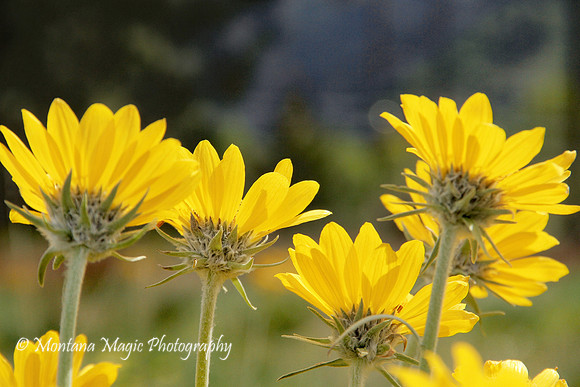 F126 Balsamroot