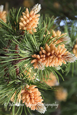 F127 Pine Cones