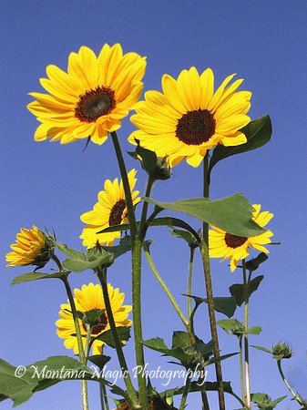 F120 Sunflowers