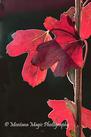 F130 Autumn Crimson