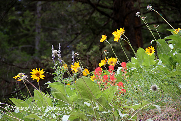 F131 Montana Wildflowers
