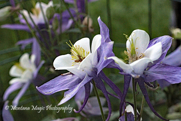 F135 Columbine