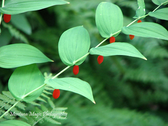 F133 Twisted Stalk
