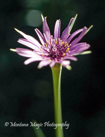 F132 Purple Salsify