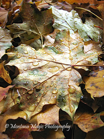 F136 Autumn Shimmer