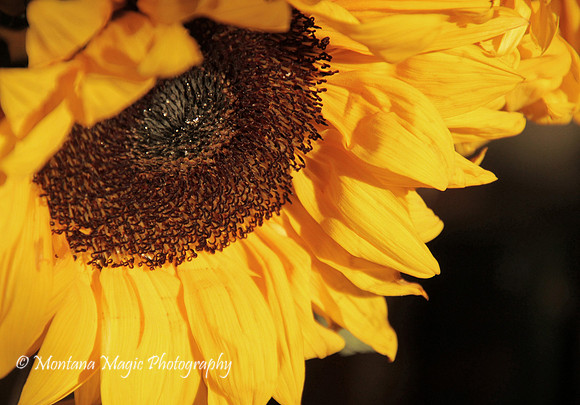 F139 Sunflower