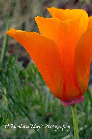 F140 California Poppy