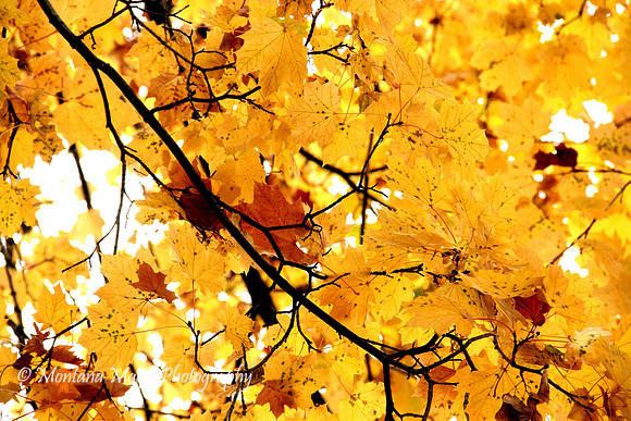F141 Autumn Maple