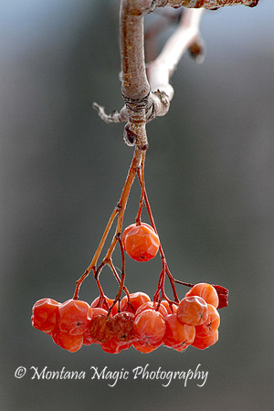 F142 Winter Berries
