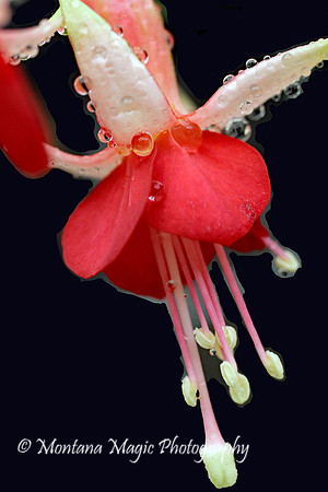F143 Fuchsia