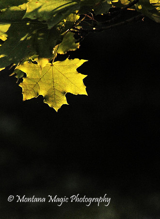 F144 Maple Leaf