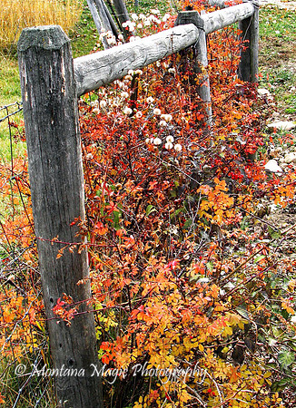 F145 Autumn Vines