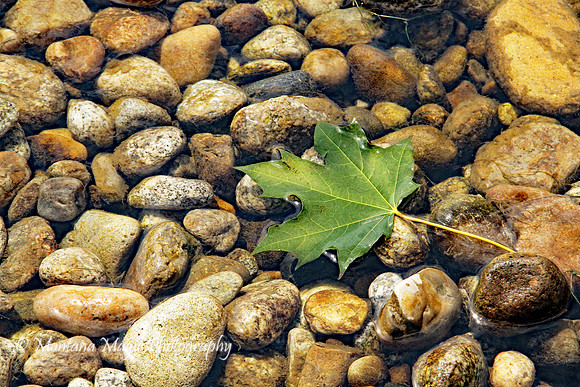 F137 Fallen Leaf