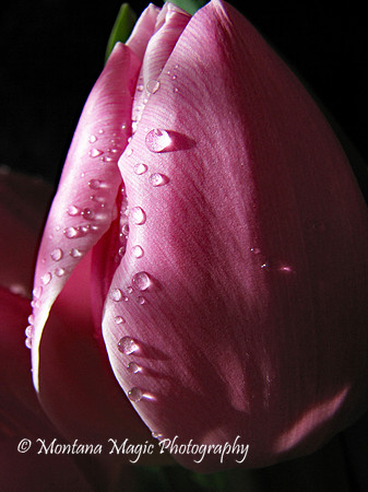 F148 Pink Tulip