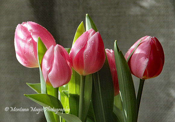 F147 Tulips
