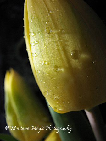 F149 Yellow Tulips