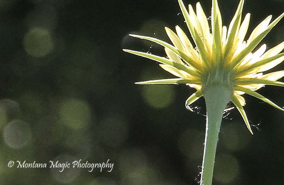 F150 Salsify