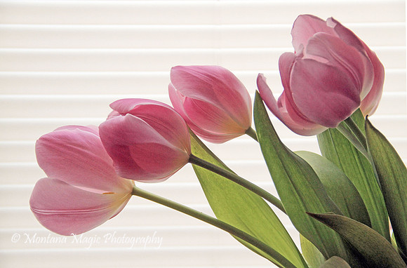 F146 Pink Tulips