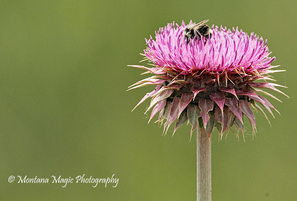 F151 Bee & Thistle