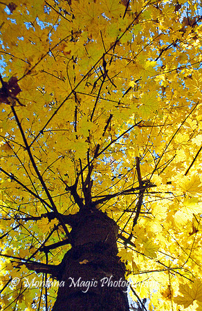 F153 Golden Maple