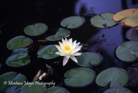 F154 Water Lily