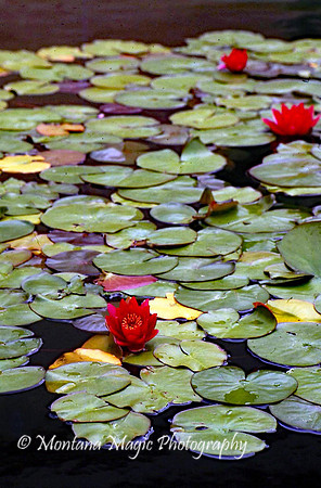 F155 Water Lilies