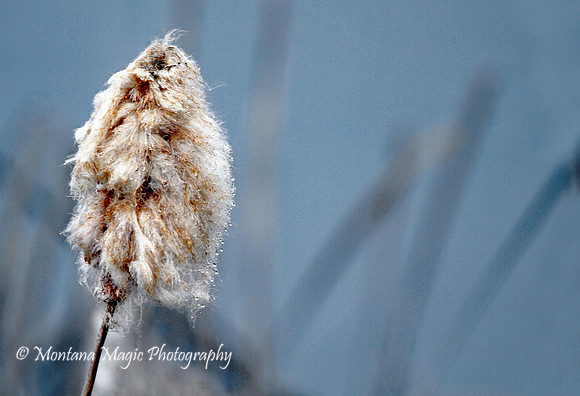 F157 Cattail in the Rain