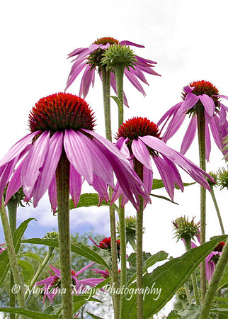 F158 Purple Coneflower