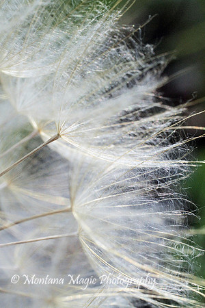 F152 Salsify