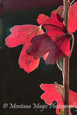 SA104 Autumn Crimson