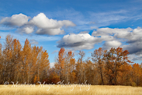 SA109 Cottonwood Autumn