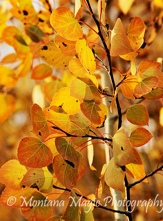 SA110 Birch Leaves