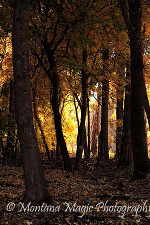 SA111 Light at the End of the Forest