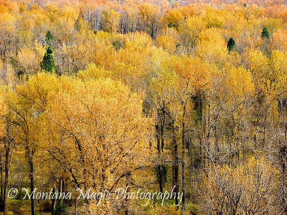 SA115 Autumn Gold