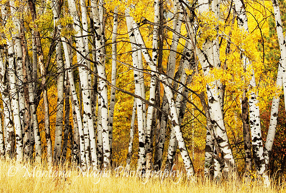 SA101 Birch Trees