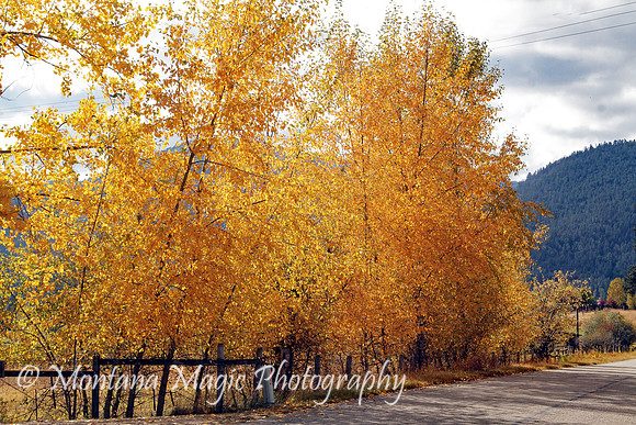 SA108 Autumn Sunlight