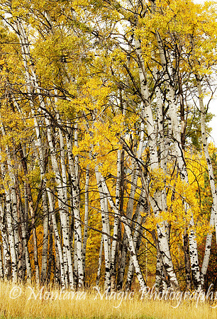 SA102 Autumn Birch