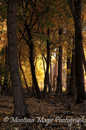 SC103 Light at the End of the Forest