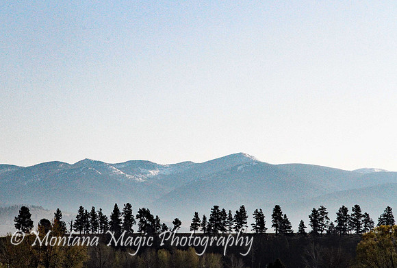 SC107 Tree Line