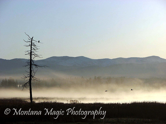 SC123 Mist on the Marsh 01