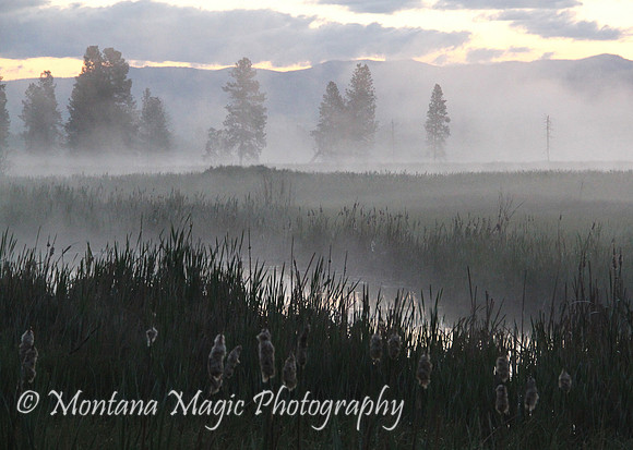 SC124 Morning Mist