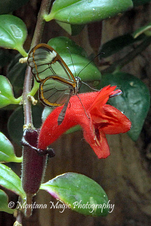 IS109 Glass-wing Butterfly