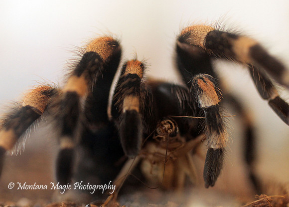 IS112 Mexican Tarantula