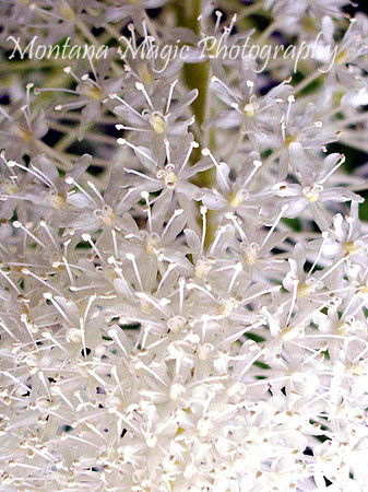 MA101 Beargrass