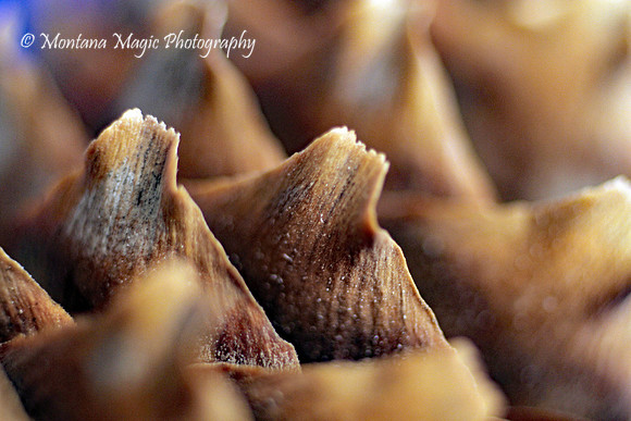 MA104 Pinecone