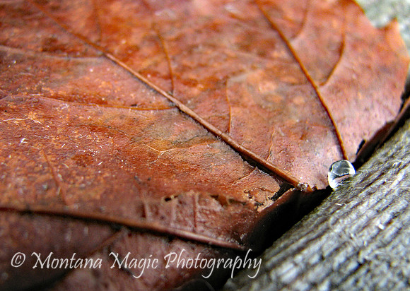 MA102 Leaf